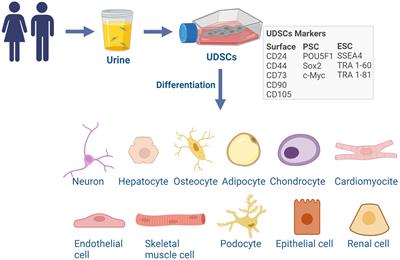 Urine-derived stem cells in neurological diseases: current state-of-the-art and future directions